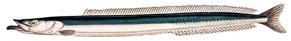 Hyperoplus immaculatus_05.jpg